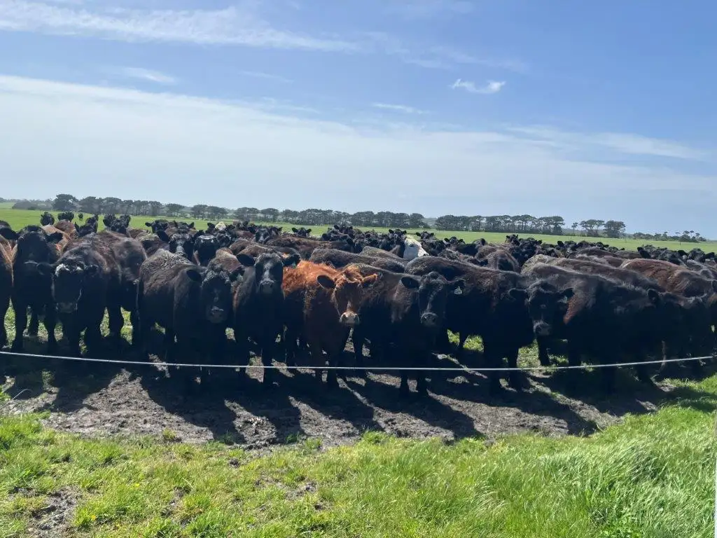 Main view of Homely rural property listing, 311 Mansons Road, Egg Lagoon TAS 7256