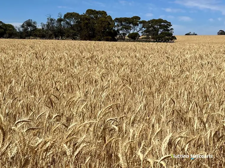 Fifth view of Homely rural property listing, . 'Wallatin', Doodlakine WA 6411