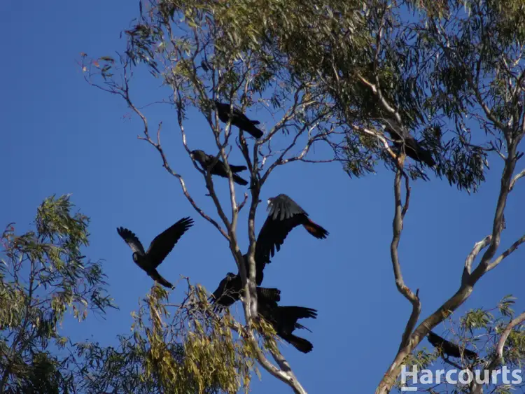 Third view of Homely rural property listing, 260A Emmersons Road, Noradjuha VIC 3409