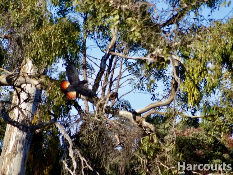 Fifth view of Homely rural property listing, 260A Emmersons Road, Noradjuha VIC 3409