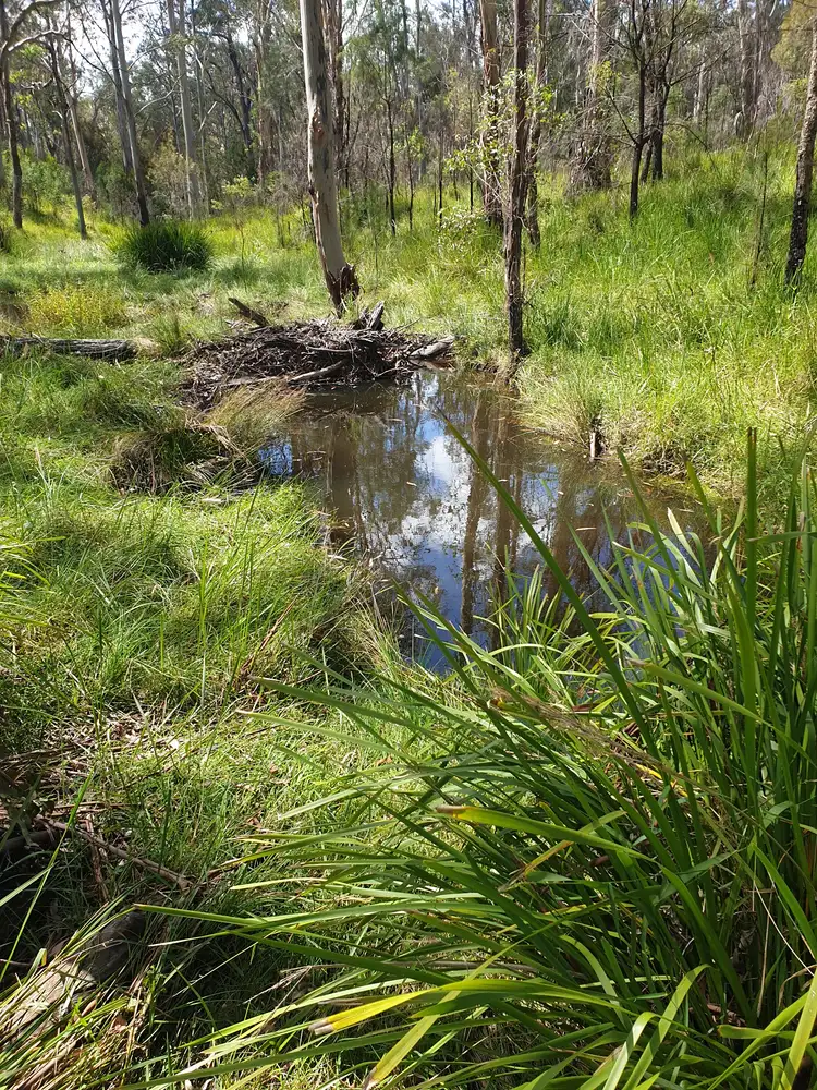Fourth view of Homely rural property listing, . Lands End Road,, Kingsgate NSW 2370