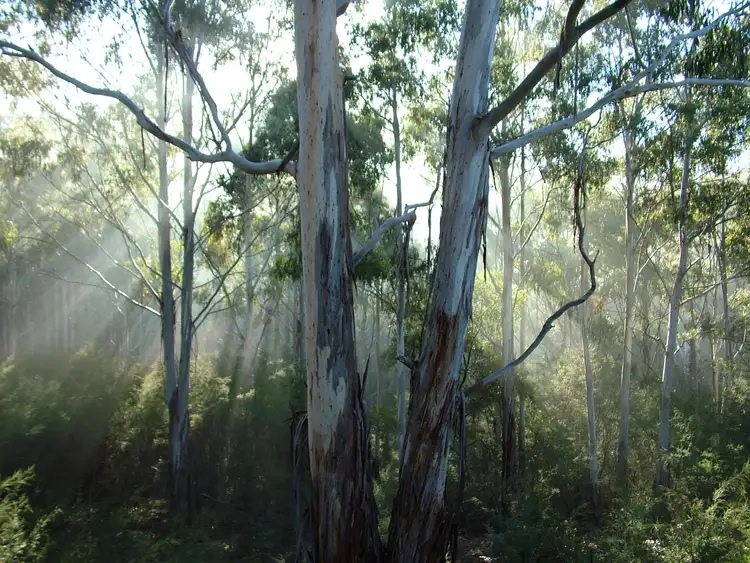 Fifth view of Homely rural property listing, Address available on request