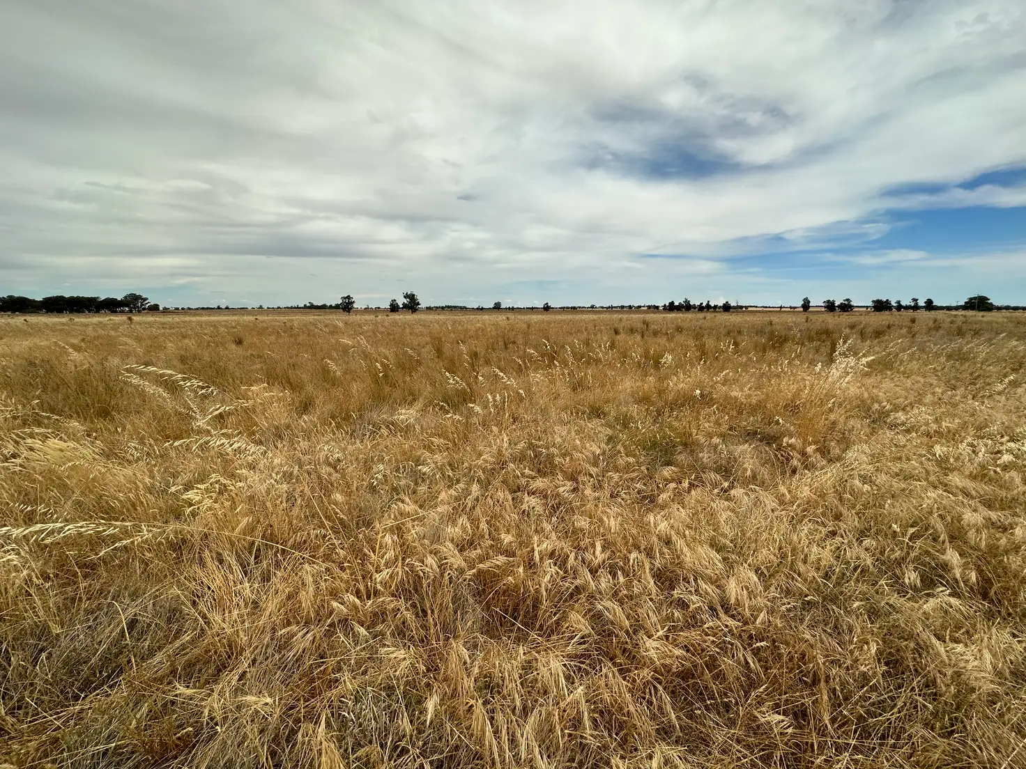 Main view of Homely rural property listing, 744 Lockhart Boree Creek Road, Lockhart NSW 2656
