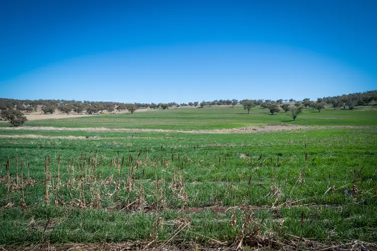 Second view of Homely rural property listing, 'East View' Racecourse Rd, Cassilis NSW 2329
