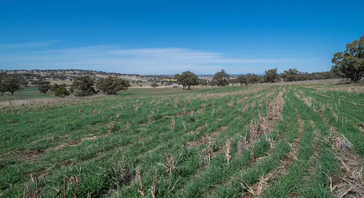 Fourth view of Homely rural property listing, 'East View' Racecourse Rd, Cassilis NSW 2329