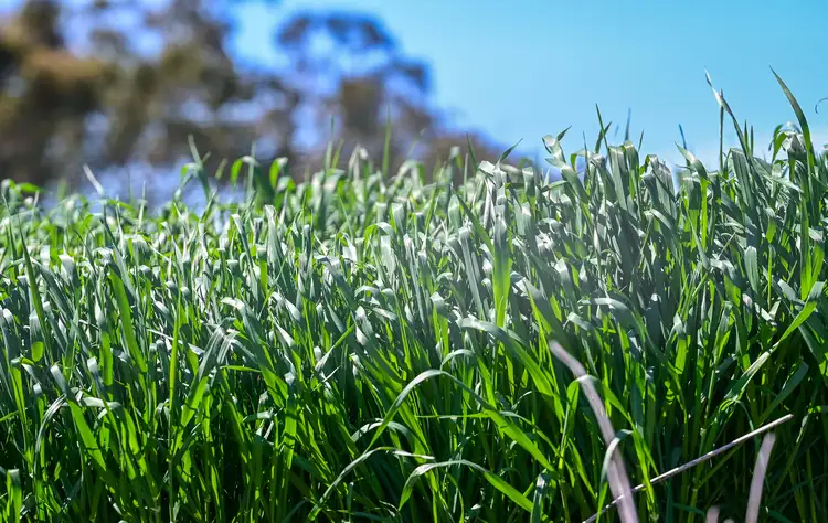Fifth view of Homely rural property listing, 'East View' Racecourse Rd, Cassilis NSW 2329