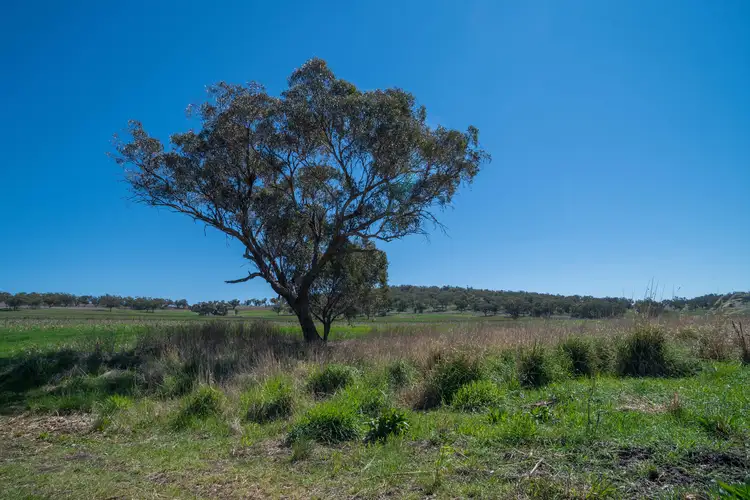 Sixth view of Homely rural property listing, 'East View' Racecourse Rd, Cassilis NSW 2329
