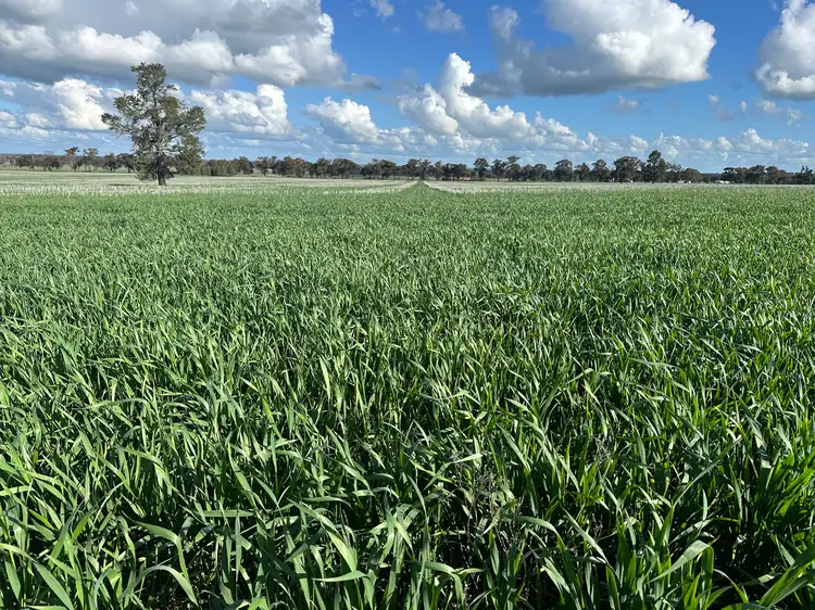 Main view of Homely rural property listing, 635 Curries Lane, Milbrulong NSW 2656