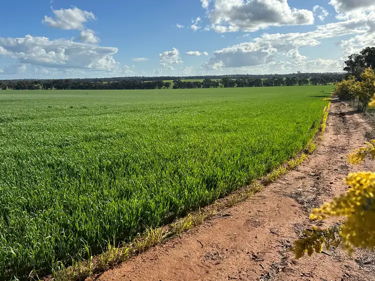 Second view of Homely rural property listing, 635 Curries Lane, Milbrulong NSW 2656