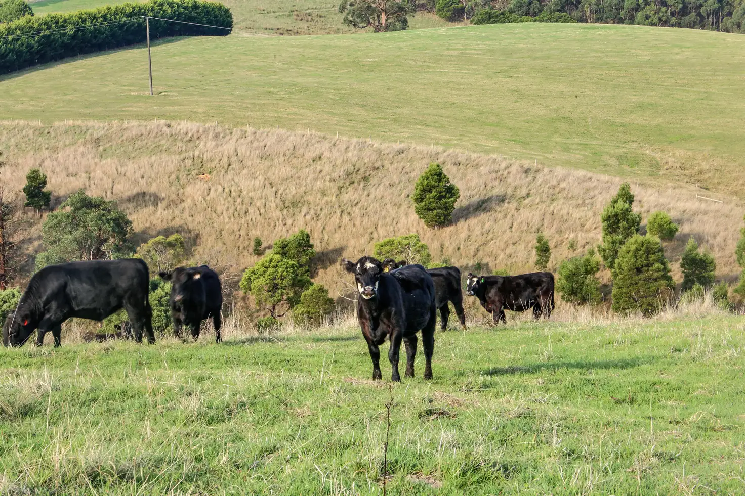 Main view of Homely rural property listing, 210 Mirboo Road, Mirboo VIC 3871