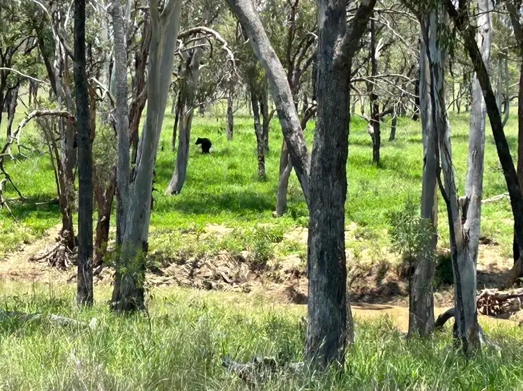 Fifth view of Homely rural property listing, 1359 Smiths Road, Taroom QLD 4420