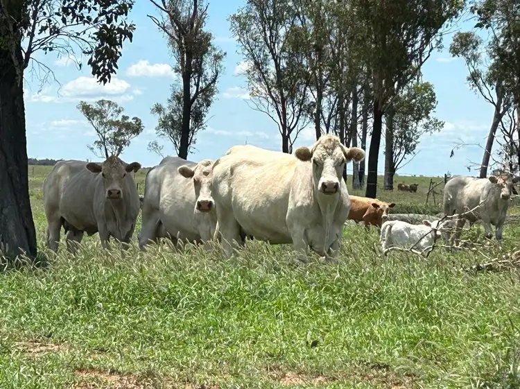Main view of Homely rural property listing, 1412 Smiths Road, Taroom QLD 4420