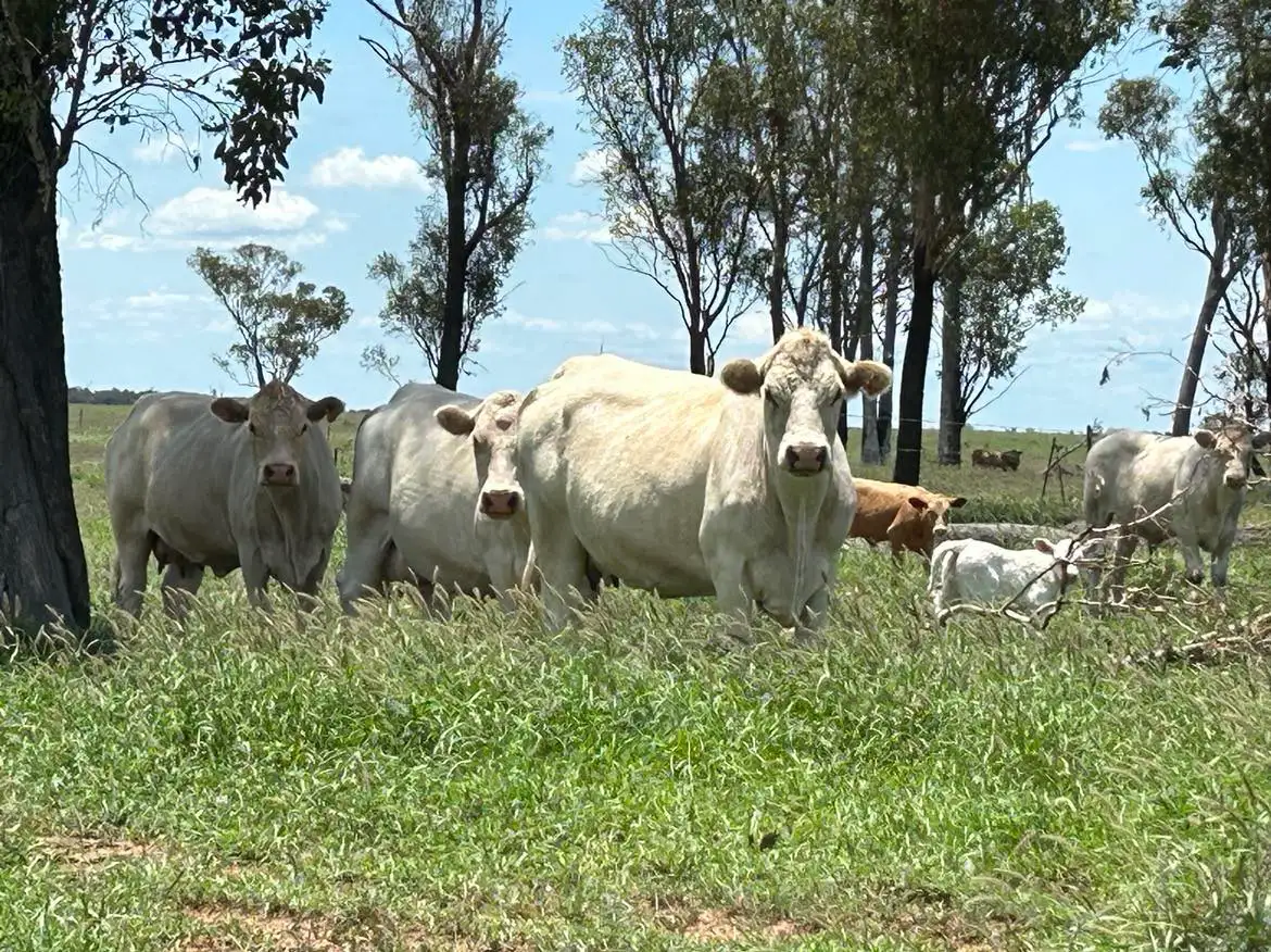 Main view of Homely rural property listing, 1412 Smiths Road, Taroom QLD 4420