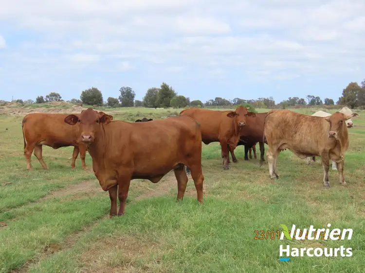 Main view of Homely rural property listing, 2771 G Tennysons Road, Chinchilla QLD 4413