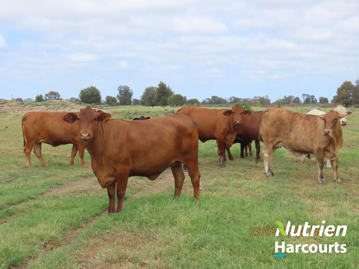 Main view of Homely rural property listing, 2771 G Tennysons Road, Chinchilla QLD 4413