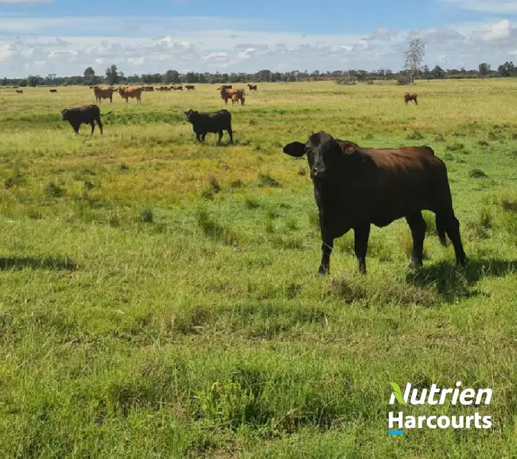 Fourth view of Homely rural property listing, 2771 G Tennysons Road, Chinchilla QLD 4413