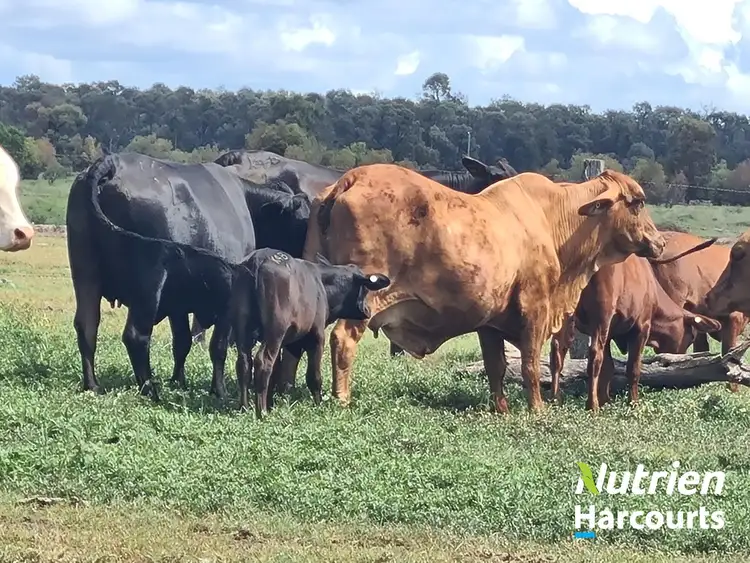 Sixth view of Homely rural property listing, 2771 G Tennysons Road, Chinchilla QLD 4413