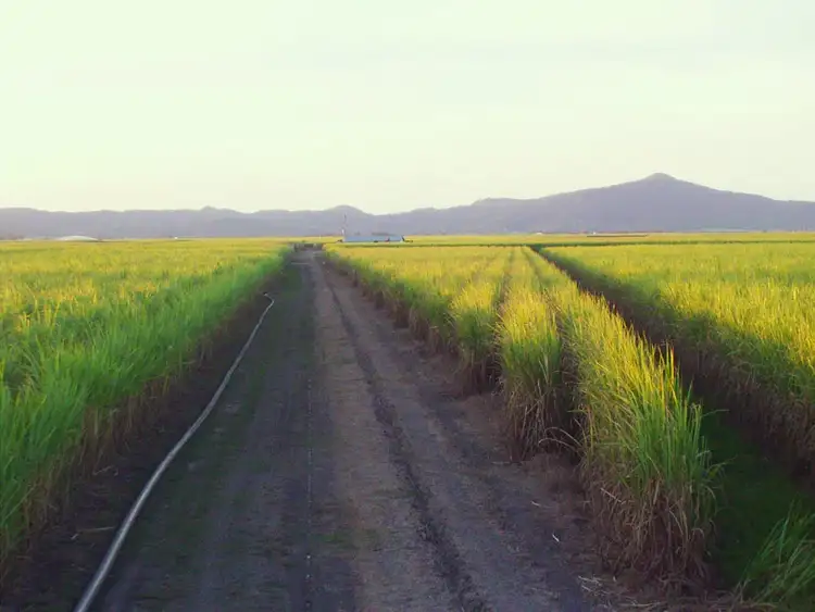 Seventh view of Homely rural property listing, Lot 4 Marge Camerons Road, Marian QLD 4753