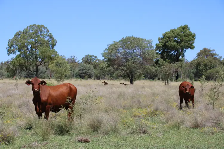 Second view of Homely rural property listing, 392 Murrumbilla Lane, Narrabri NSW 2390