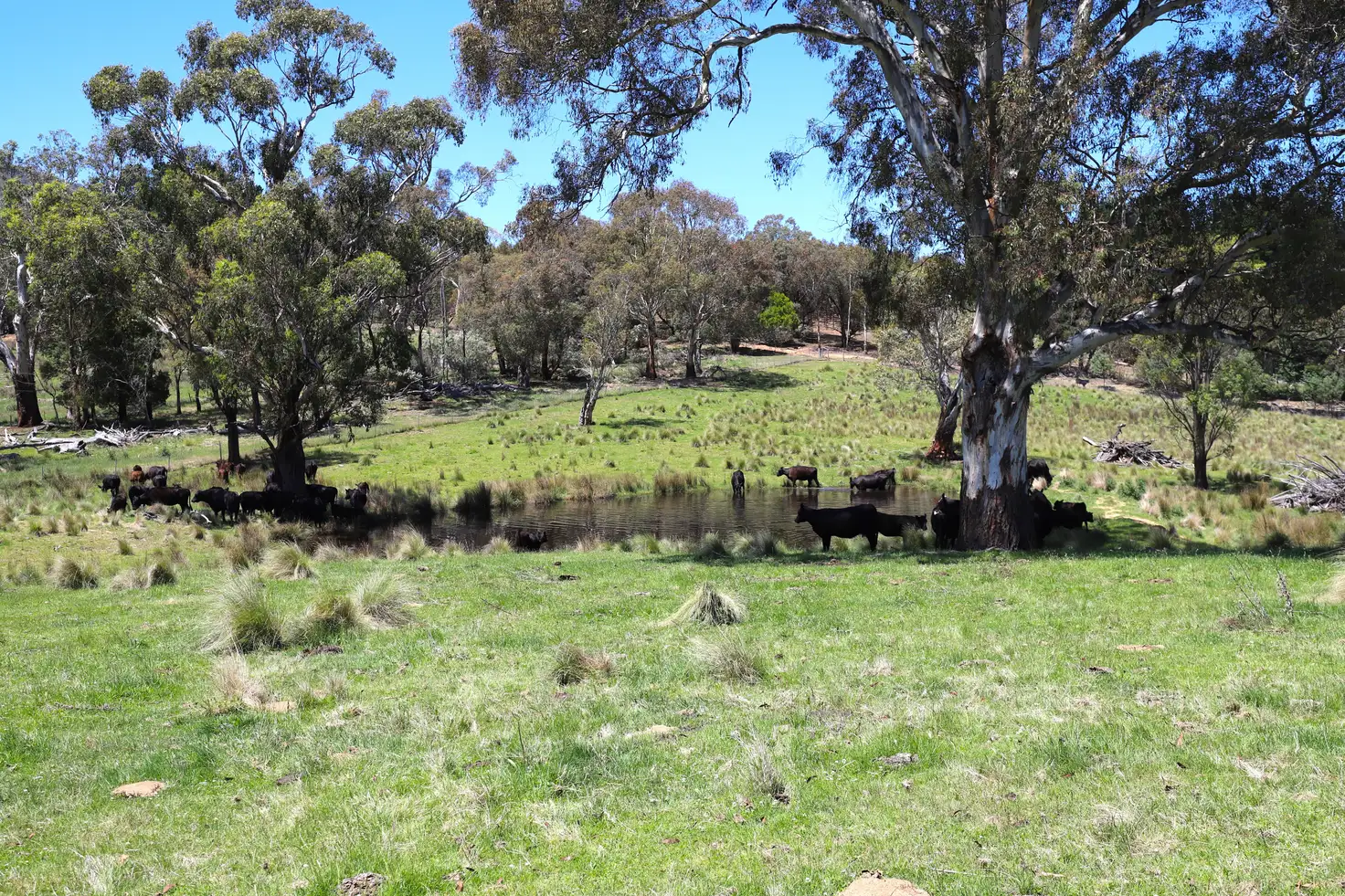 Main view of Homely rural property listing, 171 Haydens Bog Road, Delegate NSW 2633