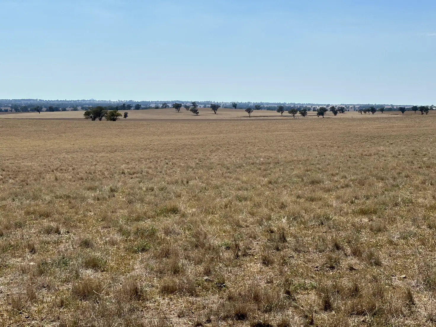 Main view of Homely rural property listing, . Albury Road, Lockhart NSW 2656