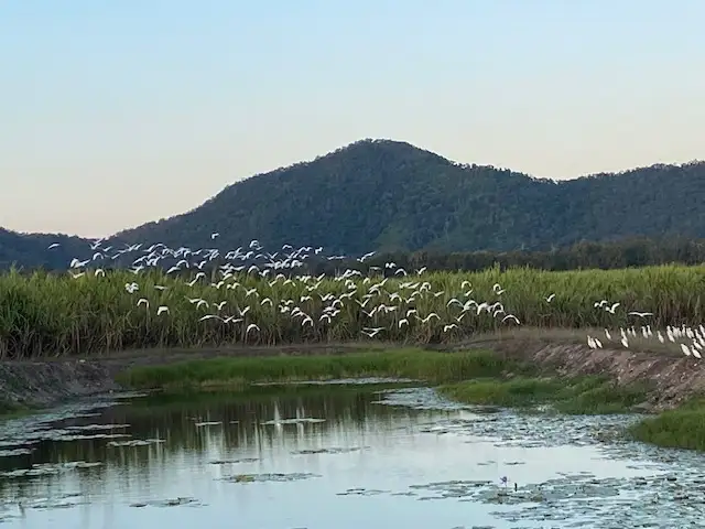 Third view of Homely rural property listing, 4430 Mackay-Eungella Road, Pinnacle QLD 4741