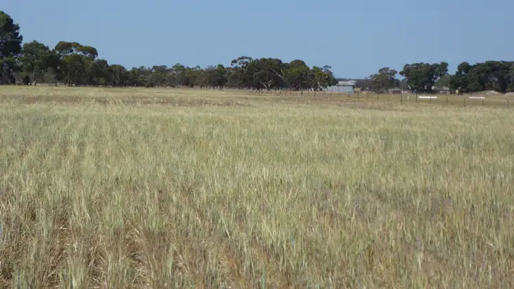 Fifth view of Homely rural property listing, Allotment 1 Cnr Bell Road and Carcuma Road, Tintinara SA 5266