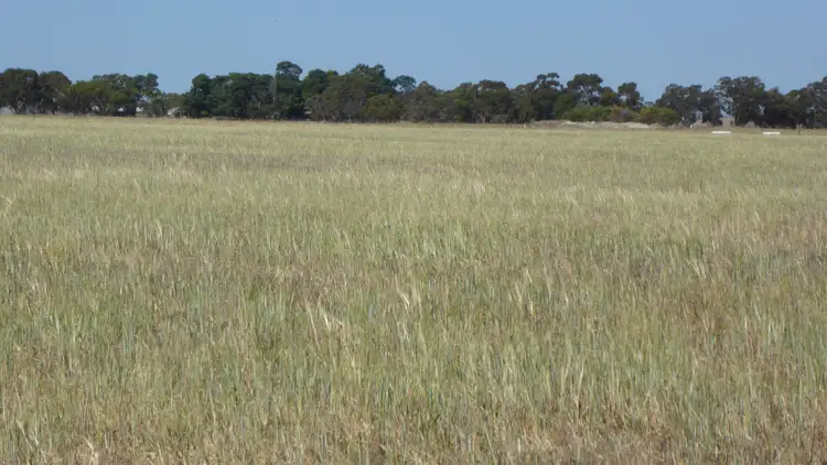 Sixth view of Homely rural property listing, Allotment 1 Cnr Bell Road and Carcuma Road, Tintinara SA 5266