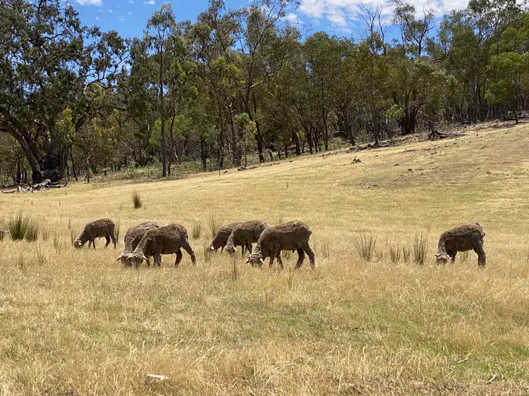 Third view of Homely rural property listing, 470 Yambira Road, Grenfell NSW 2810