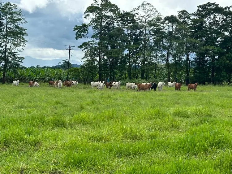 Second view of Homely rural property listing, 212 Tea Plantation Road, Jarra Creek QLD 4854