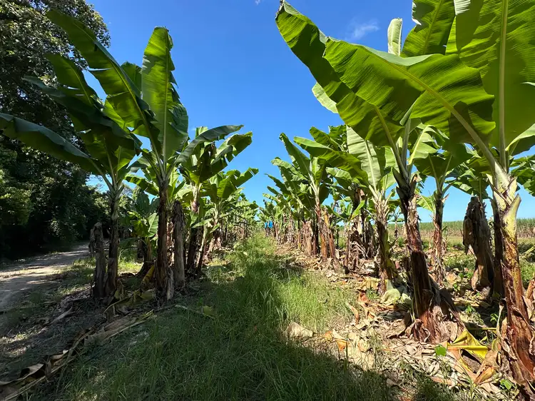 Fifth view of Homely rural property listing, Lot 2 South Davidson Road, Munro Plains QLD 4854