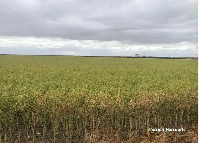 Main view of Homely rural property listing, , Johnstone's Block, Mindarabin WA 6336