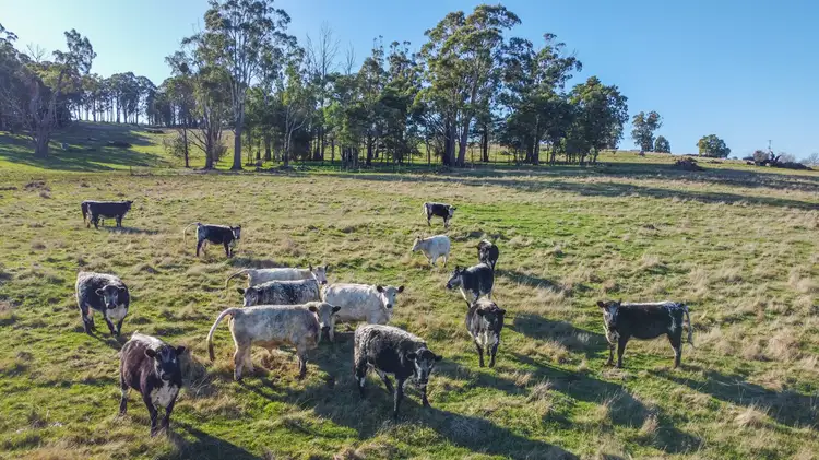 Third view of Homely rural property listing, 100 Deviation Road, Westbury TAS 7303