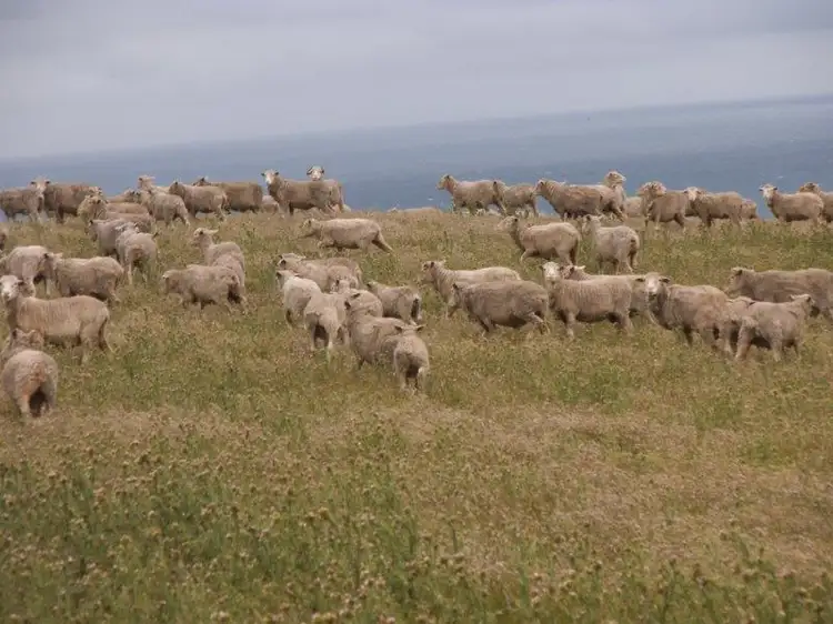 Sixth view of Homely rural property listing, . Prime Seal Island (Bass Strait), Whitemark TAS 7255