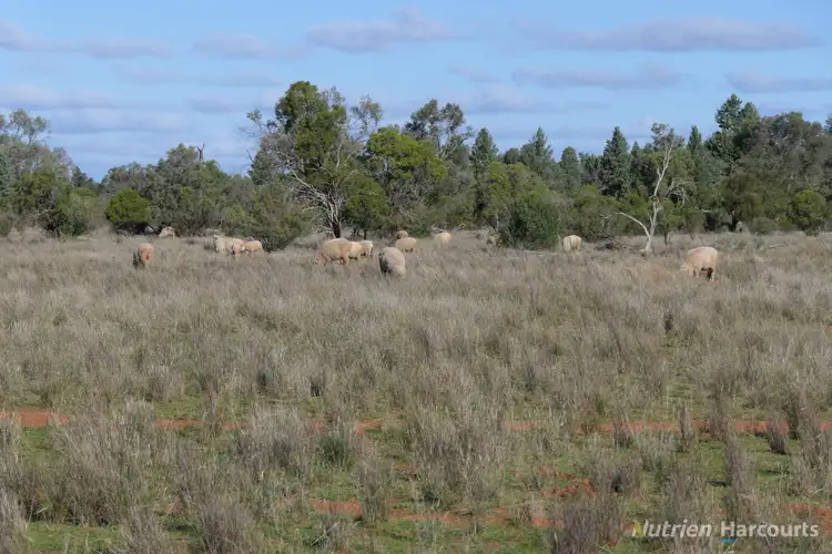 Second view of Homely rural property listing, Shearlegs/31780 Kidman Way, Nymagee NSW 2831