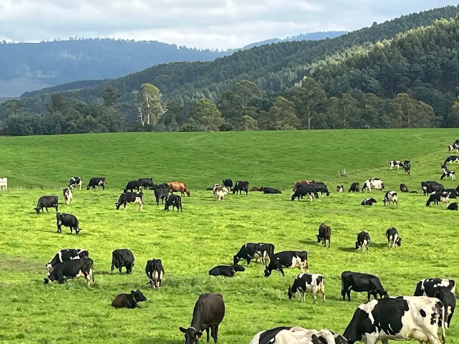 Main view of Homely rural property listing, 630 Ten Mile Track, Springfield TAS 7260