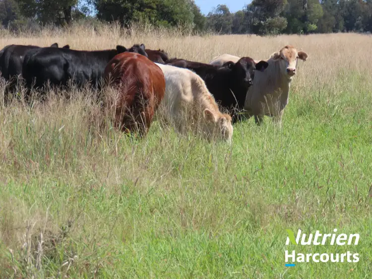 Main view of Homely rural property listing, 954 Red Hill Road, Chinchilla QLD 4413
