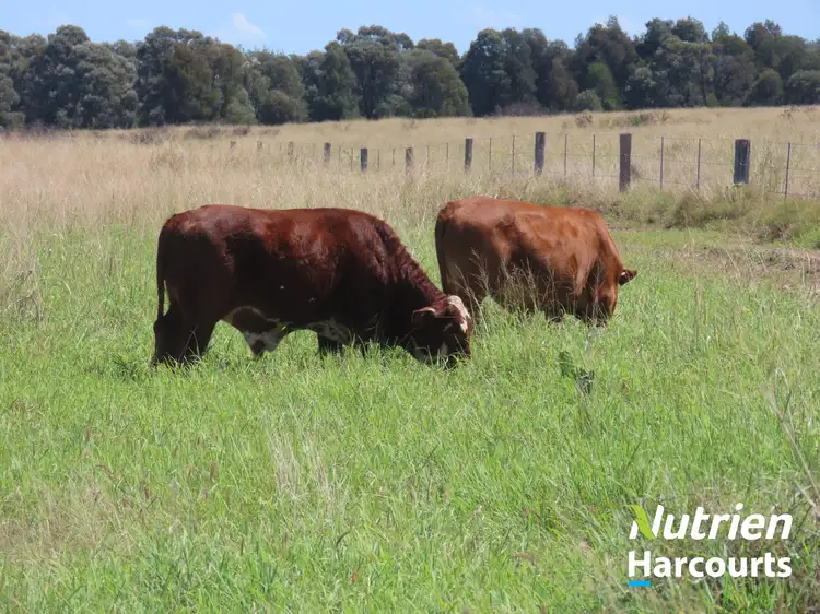 Sixth view of Homely rural property listing, 954 Red Hill Road, Chinchilla QLD 4413