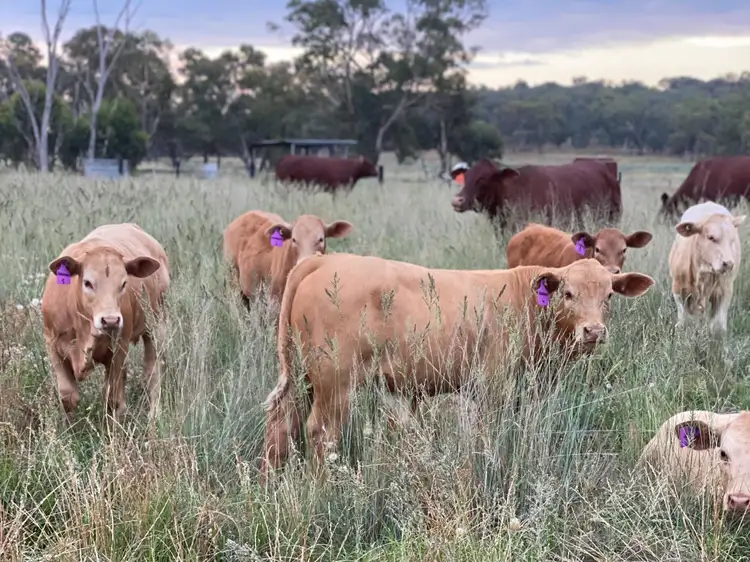 'Carinya Park' 1158 Warrumbungles Way, Coolah NSW 2843