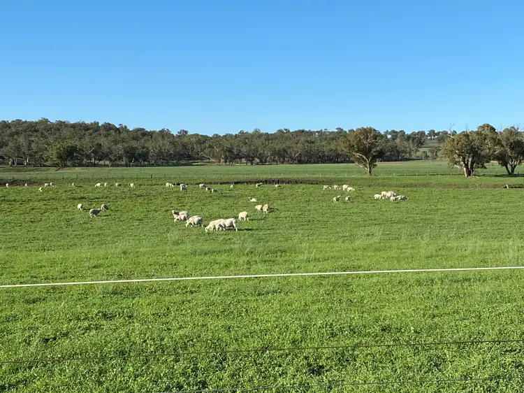 Second view of Homely rural property listing, 'Carinya Park' 1158 Warrumbungles Way, Coolah NSW 2843
