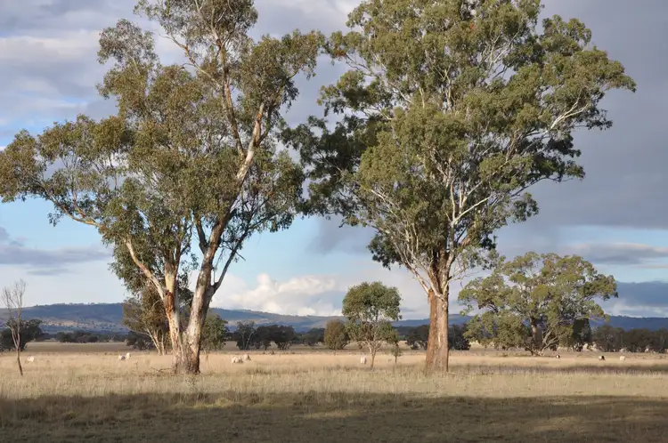 Fifth view of Homely rural property listing, 'Carinya Park' 1158 Warrumbungles Way, Coolah NSW 2843