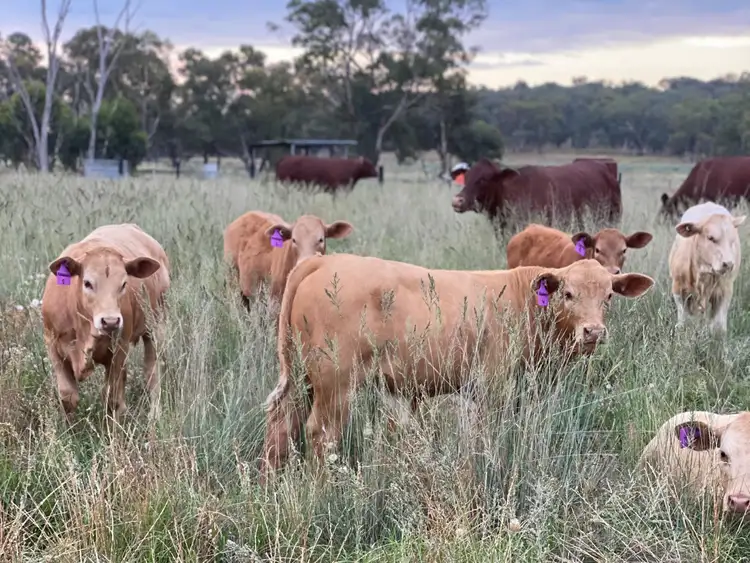 Fifth view of Homely rural property listing, 'Carinya Park' 1158 Warrumbungles Way, Coolah NSW 2843