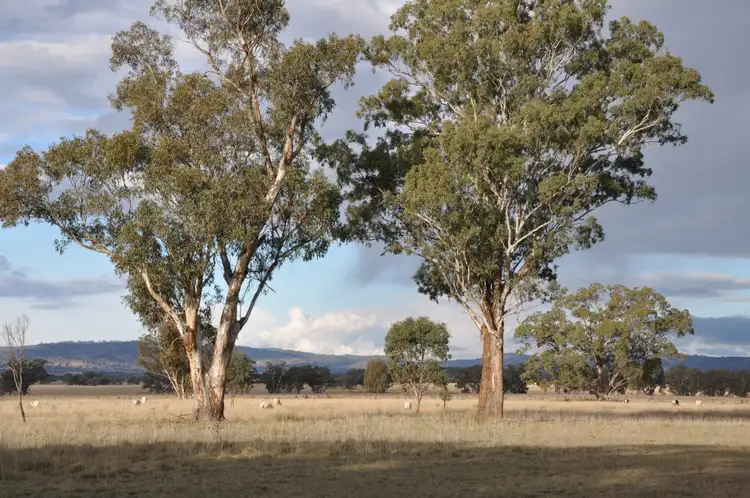 Seventh view of Homely rural property listing, 'Carinya Park' 1158 Warrumbungles Way, Coolah NSW 2843