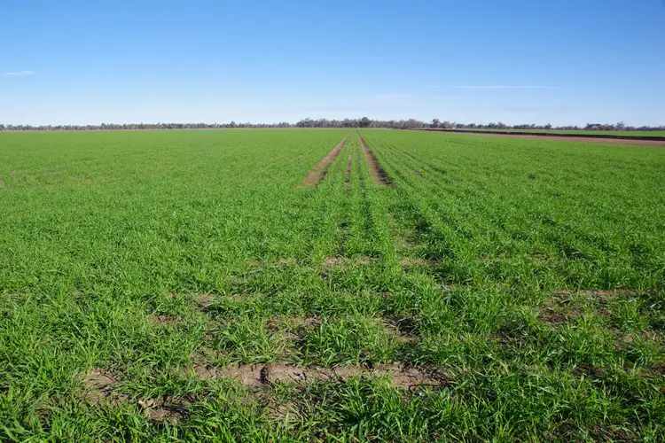 Fifth view of Homely rural property listing, 202 Vera Leap Road, Wee Waa NSW 2388