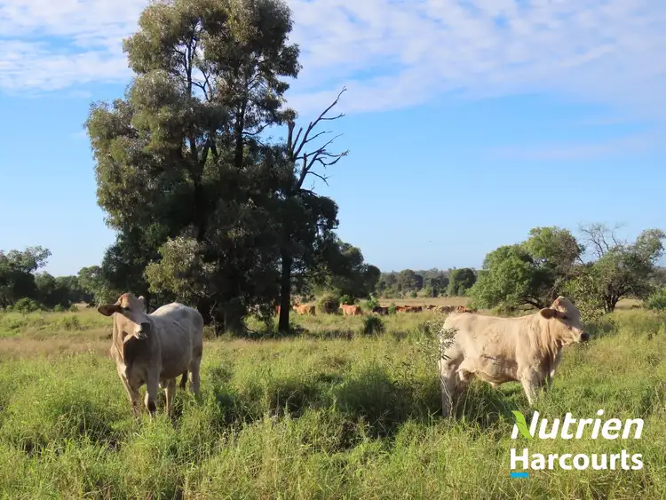 Second view of Homely rural property listing, "Bottletree" 668 Red Hill Road, Chinchilla QLD 4413