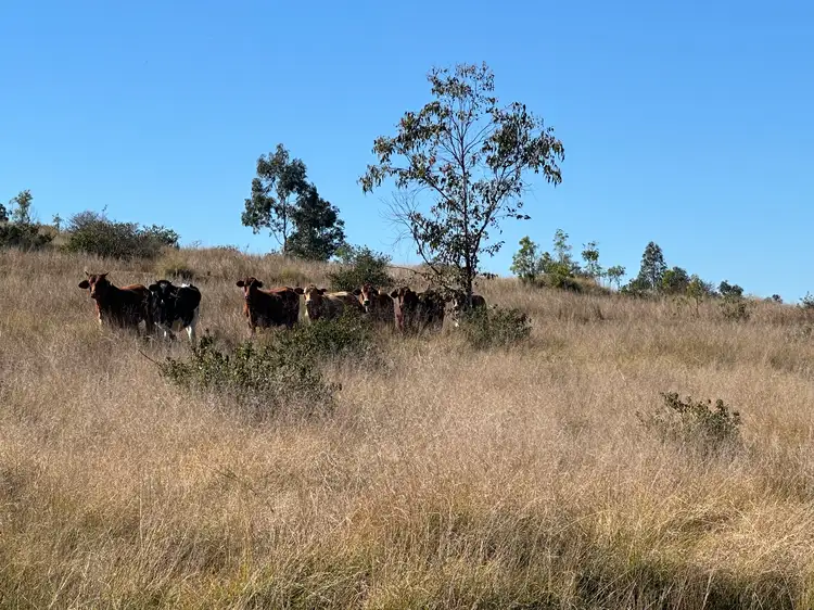 Third view of Homely rural property listing, 1377 Dangore Mountain Road, Dangore QLD 4610