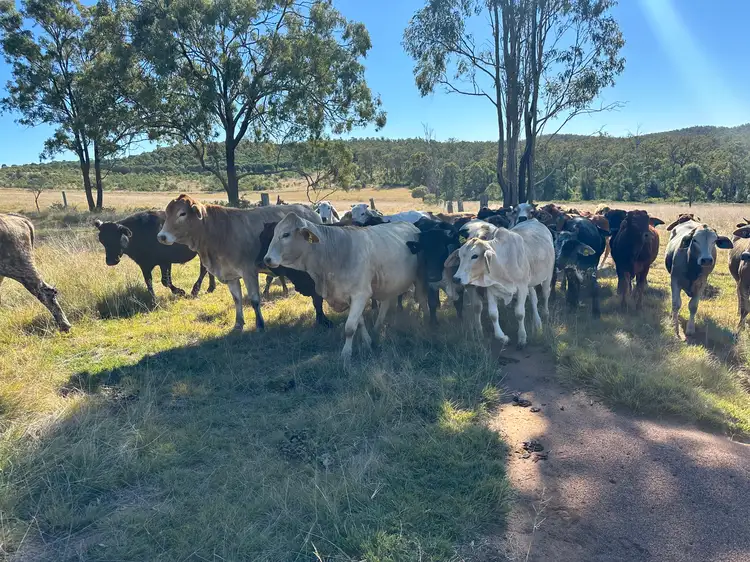 Fourth view of Homely rural property listing, 1377 Dangore Mountain Road, Dangore QLD 4610