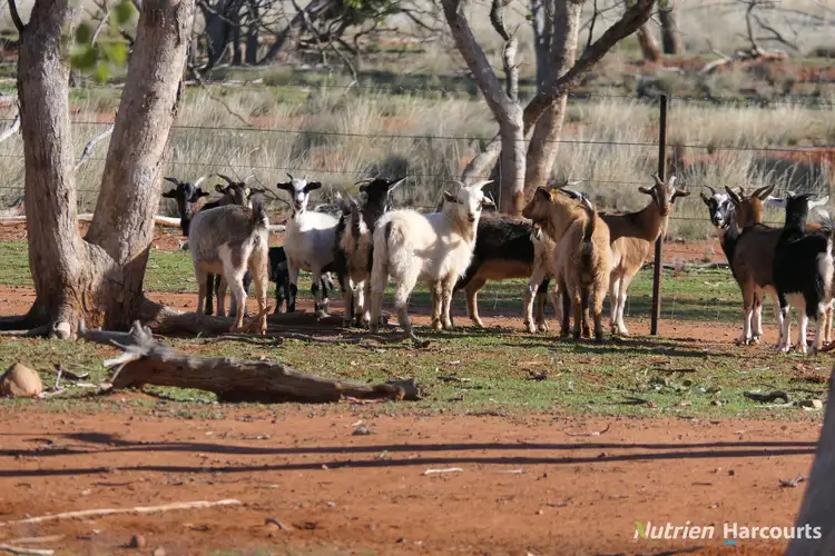 Fourth view of Homely rural property listing, * Iona, Cobar NSW 2835