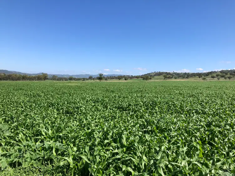 Fifth view of Homely rural property listing, 'Kierahmee' 53 Tyrone Rd, Bunnan via, Scone NSW 2337