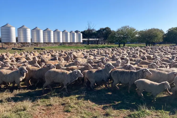 513 Condobolin - Trundle Road, Trundle NSW 2875